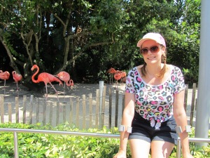 Feeling at home with the flamingos in Seaworld