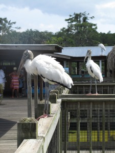 Another long-legged bird... this time the wood stork at Gatorland