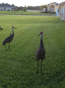 The flamingo is not the only bird. These Sandhill Cranes came to visit our villa every night and early morning